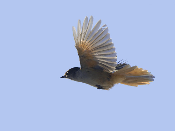 Kuukkeli, Siberian Jay, Perisoreus infaustus